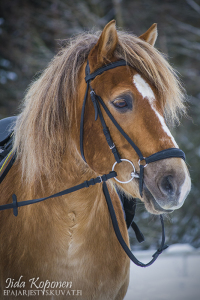 Veikko10