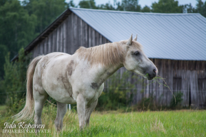 DSC_0126 (4)