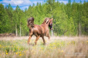 DSC_0192 (2)